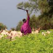 Cohabitation entre éleveurs et paysans: les germes de l’embrasement