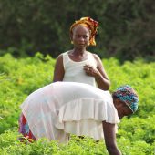 Foncier agricole au Sénégal: Quand le machisme pollue la terre !